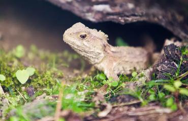 A small grey-green lizard in the grass at Zealandia.