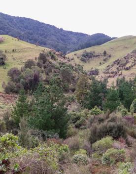 The Kiriwhakapapa Road Tararua Forest Park screen location, featuring walking trails and campsite opportunities in wild, natural landscapes.