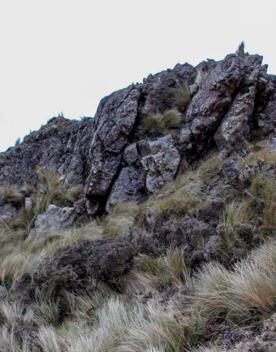 Long Gully Bush Reserve comprises 107 hectares of regenerating forest. It sits roughly 5 kilometres southwest of Wellington City, surrounded by the suburbs of Karori and Brooklyn.