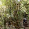 Two people walking up steps, surrounded by native forest at Ōtari-Wilton's Bush.