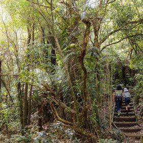 Two people walking up steps, surrounded by native forest at Ōtari-Wilton's Bush.