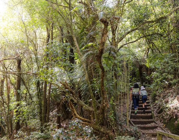 Two people walking up steps, surrounded by native forest at Ōtari-Wilton's Bush.