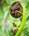 Close up of a curled up fern frond.