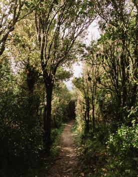 Section of trail on the Wrights Hill Lookout Loop Walk.