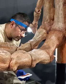 A technician at Museo Paleontológico Egidio Feruglio in Argentina works on one of the casts from Dinosaurs of Patagonia.
