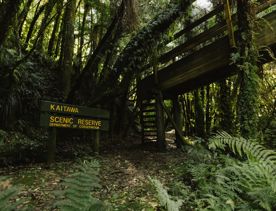 A wooden sign for the Kaitawa Scenic Reserve, marked by yellow letters from the Department of Conservation, stands amidst the forest.