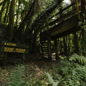 A wooden sign for the Kaitawa Scenic Reserve, marked by yellow letters from the Department of Conservation, stands amidst the forest.