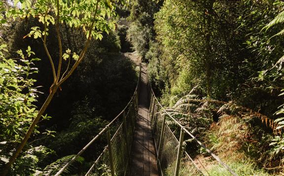 A brifge over a stream on Pukeatua Track. Native trees surround the bridge.