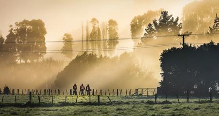 Three people wearing orange safety vests walk through a foggy field.