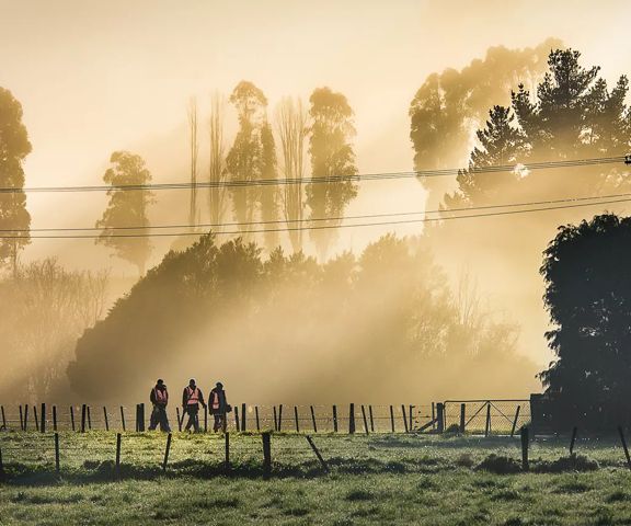 Three people wearing orange safety vests walk through a foggy field.