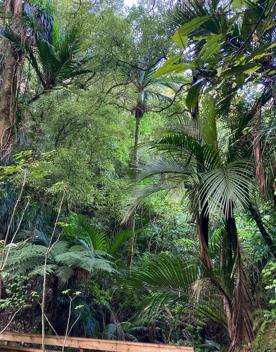 The green native bush of Belmont Regional Park, with streams and hills.