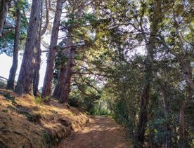 The screen location of Mount Victoria Town Belt, with lush green native bush and panoramic views across Wellington.