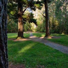 Trees and pathway on Gums Loop Walk.