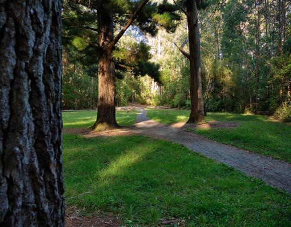 Trees and pathway on Gums Loop Walk.
