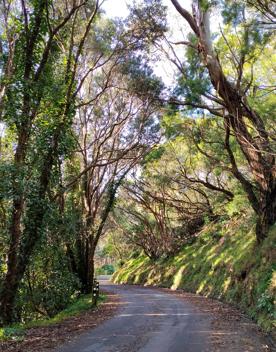 The screen location of Mount Victoria Town Belt, with lush green native bush and panoramic views across Wellington.