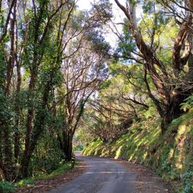 The screen location of Mount Victoria Town Belt, with lush green native bush and panoramic views across Wellington.