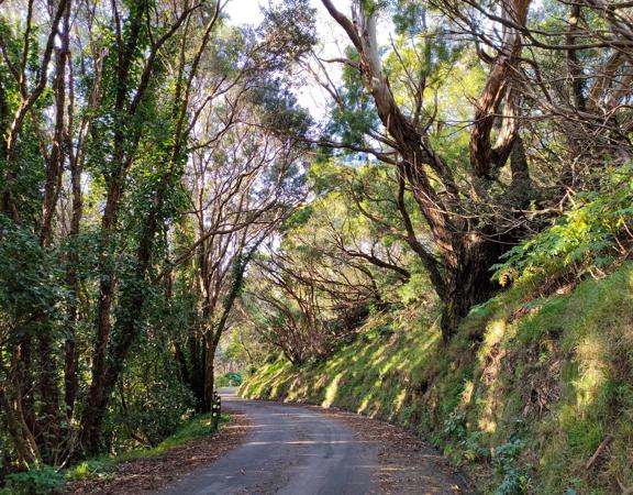 The screen location of Mount Victoria Town Belt, with lush green native bush and panoramic views across Wellington.