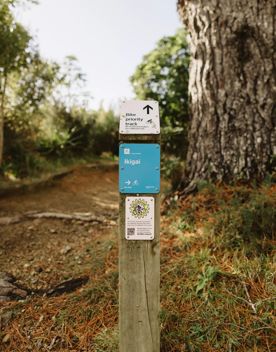 A secton of the Ikigai trail in Waimapihi Reserve. The mountain bike track has a clay surface with wooden platforms and views of Wellington.