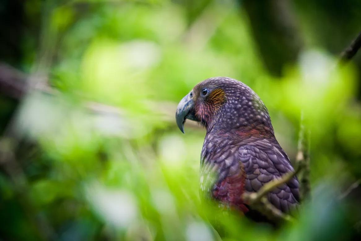 A Kākā sitting amongst the trees in Zealandia.