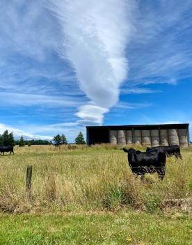 Two black cows in a field.