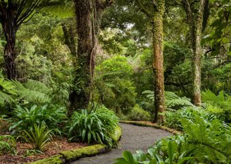 The trail at Ōtari-Wilton's Bush.