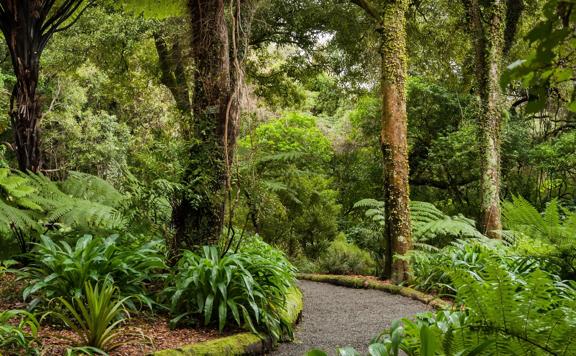 The trail at Ōtari-Wilton's Bush.