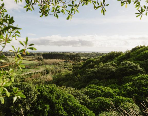 Looking through trees and the view of the ocean and farmland from Forest Loop Walk in Kāpiti Coast.