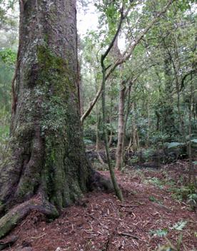 The swampy wetland of Fensham Forest, with an abundance of birds and native trees.