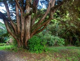 Camp Wainuiomata screen location. Has several buildings and is surrounded by forest and bush.
