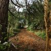 A section of the Transient trail in Waimapihi Reserve. The dirt trail goes around burms, onto wooden platforms, and has great views of the city.