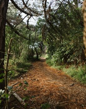 A section of the Transient trail in Waimapihi Reserve. The dirt trail goes around burms, onto wooden platforms, and has great views of the city.