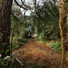 Trail in Waimapihi Reserve.