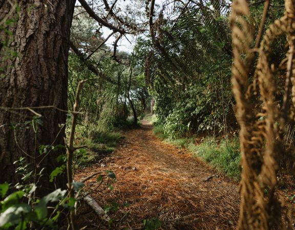A section of the Transient trail in Waimapihi Reserve. The dirt trail goes around burms, onto wooden platforms, and has great views of the city.