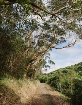 A section of the Bothamley Park Walkway. A gravel path surrounded by native New Zealand bush.