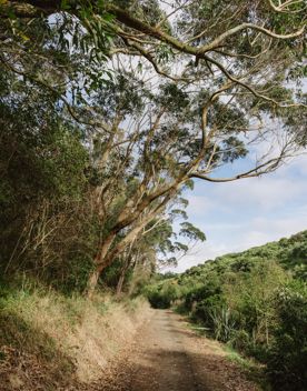 A section of the Bothamley Park Walkway. A gravel path surrounded by native New Zealand bush.