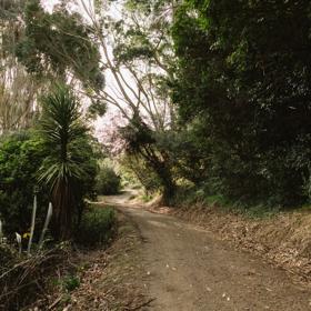 A section of the Bothamley Park Walkway. A gravel path surrounded by native New Zealand bush.