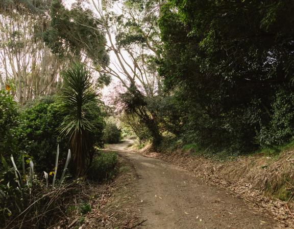 A section of the Bothamley Park Walkway. A gravel path surrounded by native New Zealand bush.