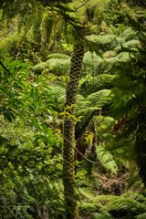 Native New Zealand trees in a forest.