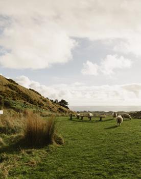 Four sheep graze in a field.