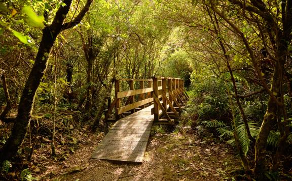 Wooden bridge on the Cannon Point Walkway Track surrounded by native trees.