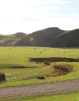 A rural setting with panoramic seascapes, Pikarere Farm is an iconic sheep and beef station overlooking Tītahi Bay in Porirua, New Zealand.