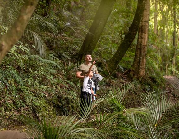 A child and adult in the bush looking into the trees and pointing.