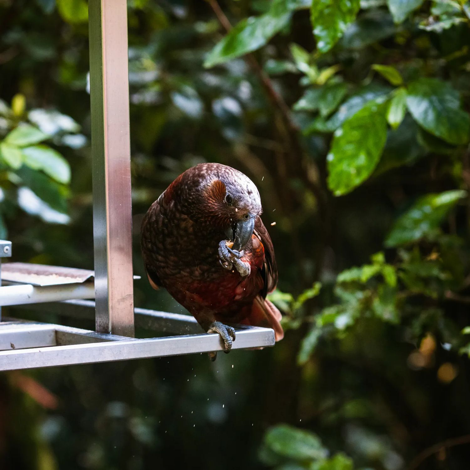 A kaka parrot eats while perched on a bird feeder at Zealandia.
