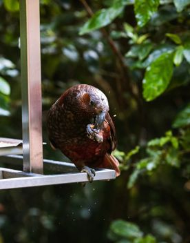 A kaka parrot eats while perched on a bird feeder at Zealandia.