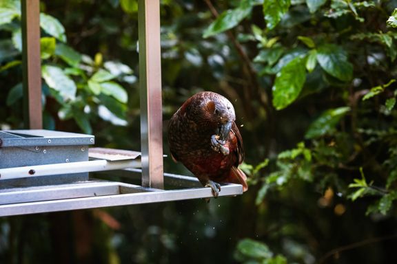 A kaka parrot eats while perched on a bird feeder at Zealandia.
