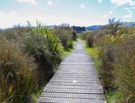 A site of significant conservation value, the estuary is easily accessible in Porirua. A 30-minute drive from the capital, the Pāuatahanui Inlet is a large estuary surrounded by a wildlife reserve.