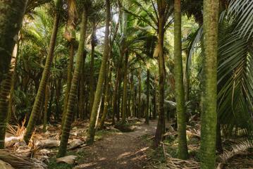 A bush trail through large clusters of nīkau palms along a gravel track.