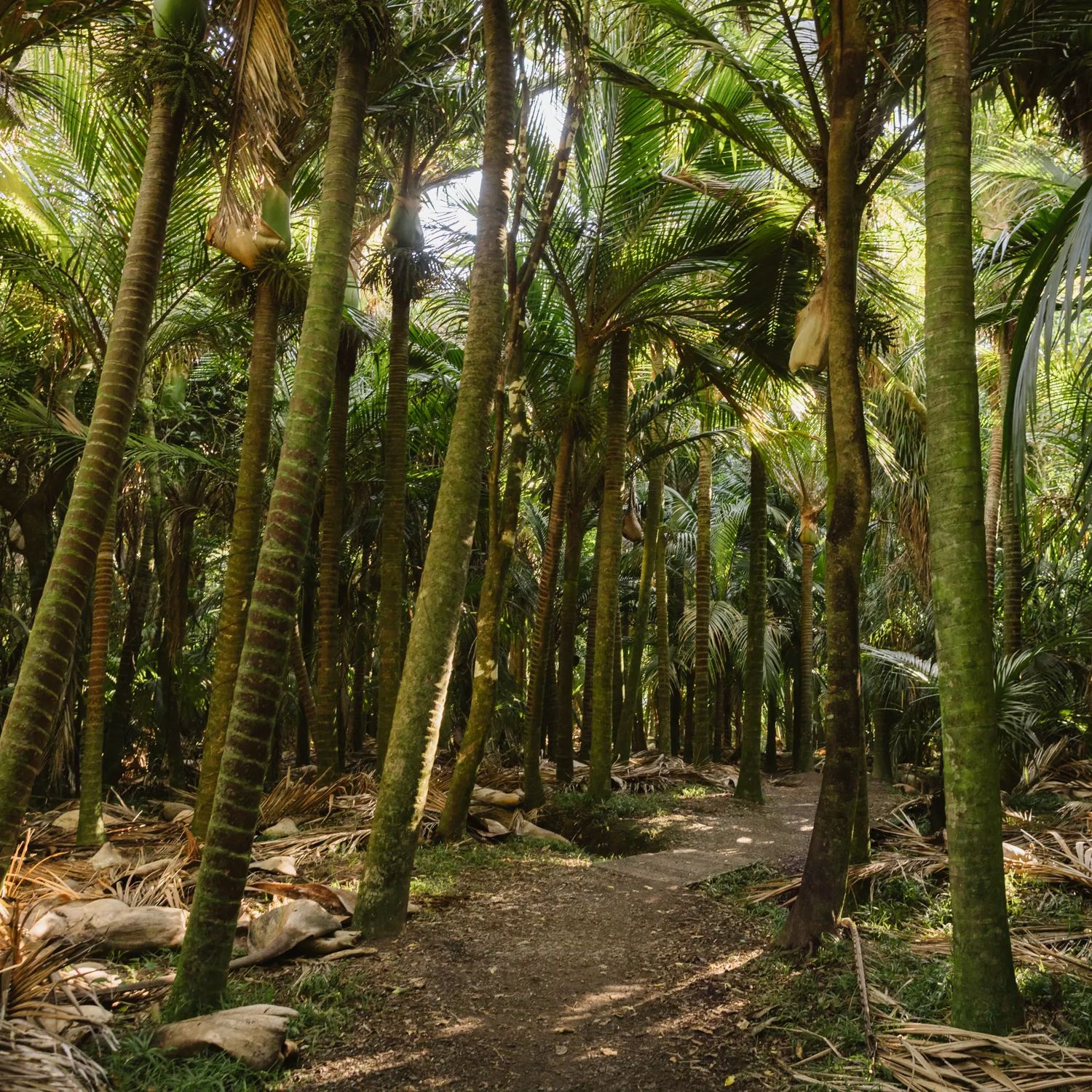 A bush trail through large clusters of nīkau palms along a gravel track.