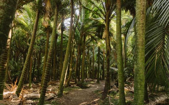 A bush trail through large clusters of nīkau palms along a gravel track.