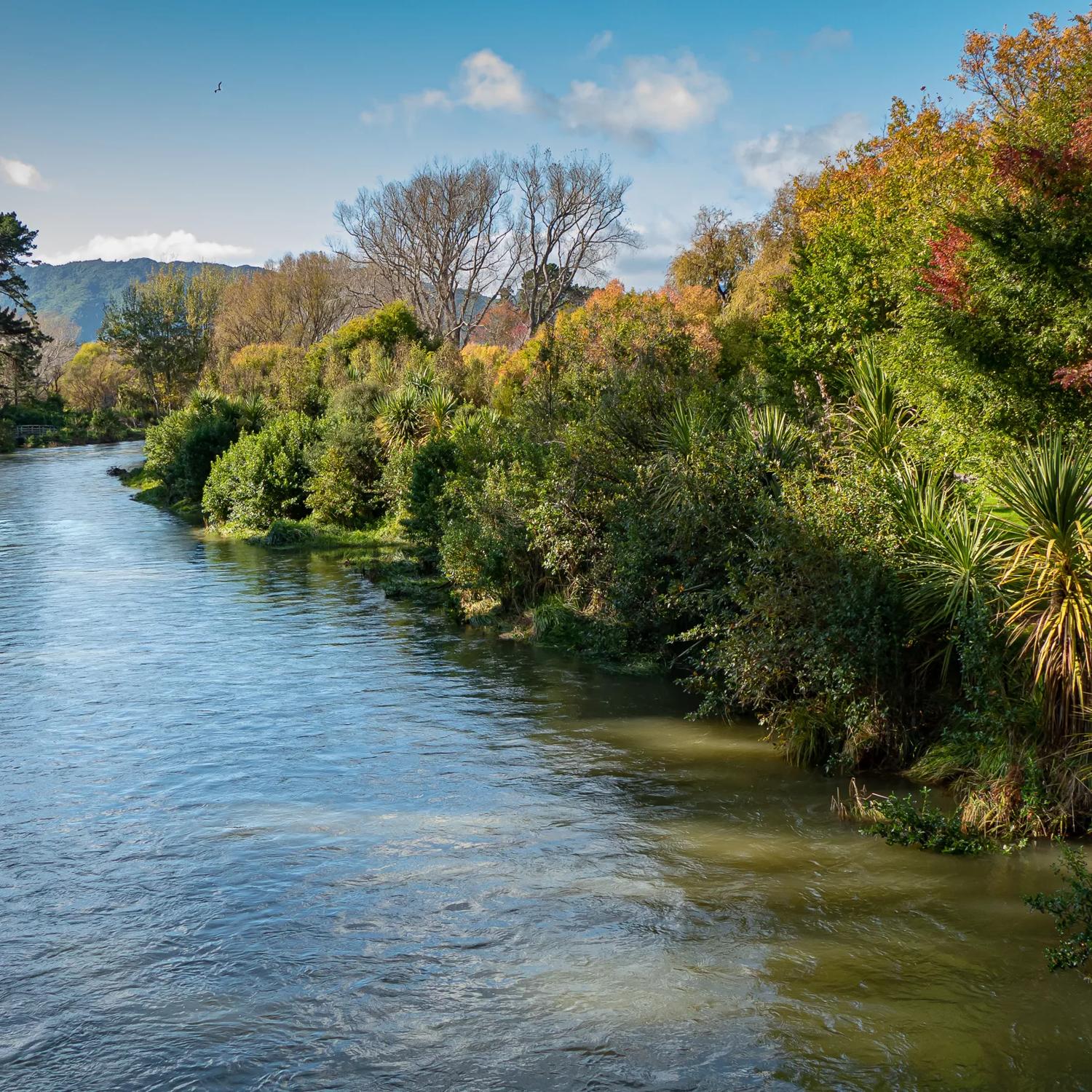 Walking over a bridge on the Waikanae river trail.